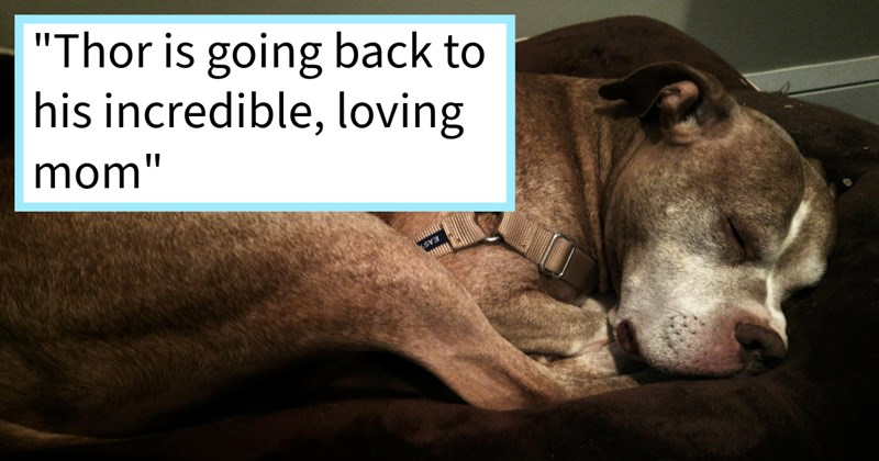Foster dog finally goes home original mom after 7 hard years bouncing between failed adoptions abysmal conditions, foster pawrent says: ‘My heart bursting with happiness Thor. get teary eyed knowing he won't be sharing my pillow.’ | thumbnail includes one image which shows a dark brown dog curled up sleeping ‘“Thor is going back to his incredible, loving mom”’