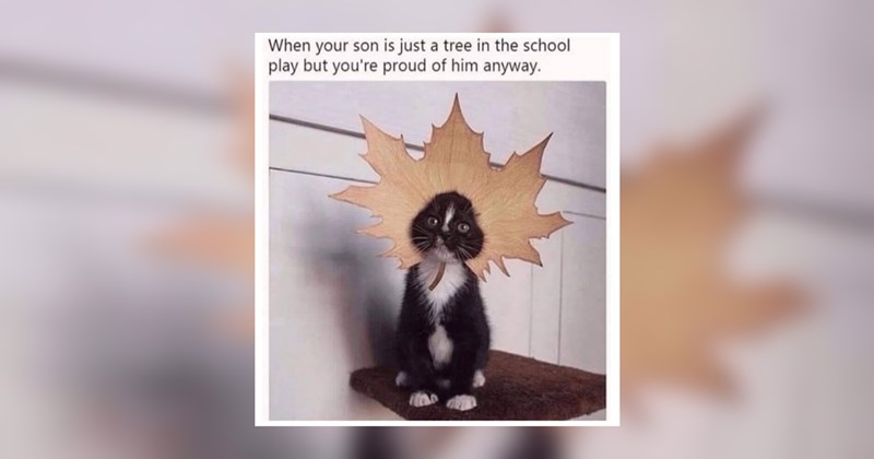 funny cat memes wholesome funny memes Memes animal memes wholesome memes Cats funny animals cat memes Cats - 43991045