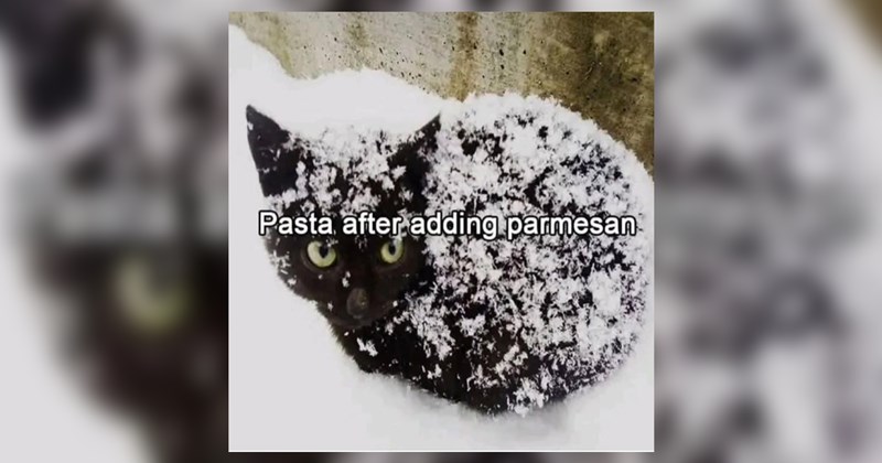 wholesome funny memes Memes cute cats animal memes Cats funny animals cat memes Cats - 43767813