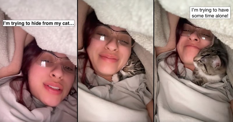 wholesome fur family cat mom kitten cute feline cat parents happy Cats Cats animals - 44460805