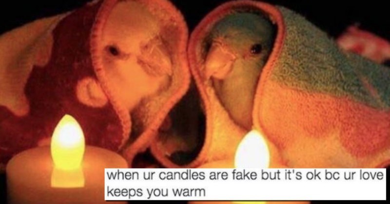 wholesome memes that will foster growth and personal values