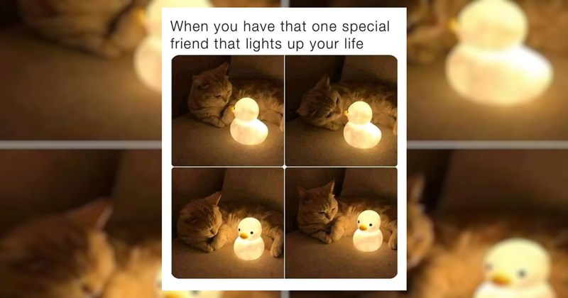 friendship wholesome nice love family good animal memes wholesome memes positivity Funny Memes - 43775749