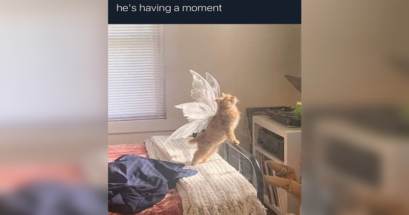 wholesome wholesome memes Funny Memes funny memes Memes nice good funny positivity - 44092933