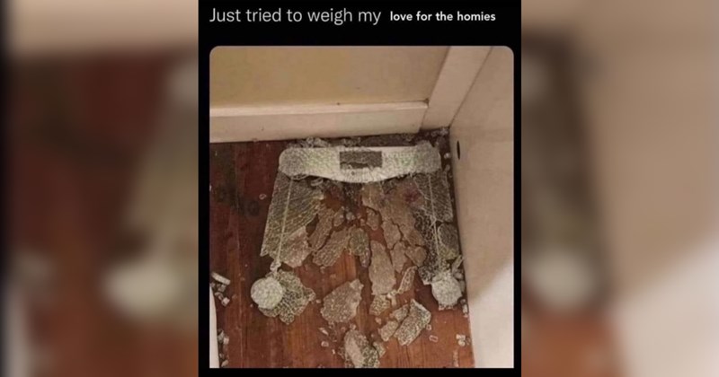 wholesome wholesome memes Funny Memes Memes nice tweets love good animals positivity - 43605509