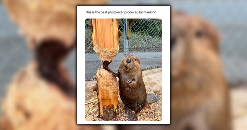 wild animals relatable memes zoo wholesome animals funny animal memes funny Animals - 44405765