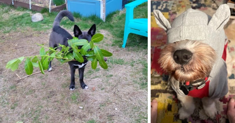 24 Howlarious Attempts Canine Camouflage Hoomans Hiding Boss| thumbnail includes two images one image shows a black dog hiding behind a branch with a few leaves on it, the other image shows a dog wearing a costume with a had over its eyes 