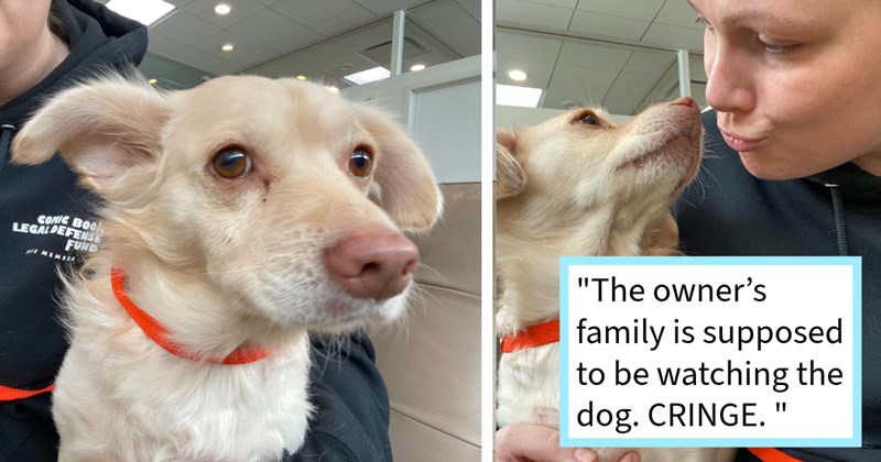 Escaped dog found by passer-by after owner’s family fail pet sit while pawrent vacation, rescuer says: ‘ so glad stopped, sometimes know dog runs away gets aggressive then you can't help, but always worth try!’| thumbnail includes two images one image shows a blonde dog with orange collar on someone’s lap, the other image shows a blonde dog looking at a woman doing a kiss face towards the dog ‘“The owner’s family is supposed to be watching the dog. CRINGE.”’