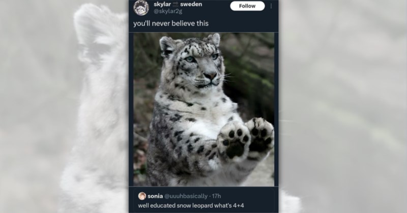 28 cat memes | Thumbnail includes one meme including 'skylar sweden @skylar2g you'll never believe this Follow sonia @uuuhbasically. 17h well educated snow leopard what's 4+4'